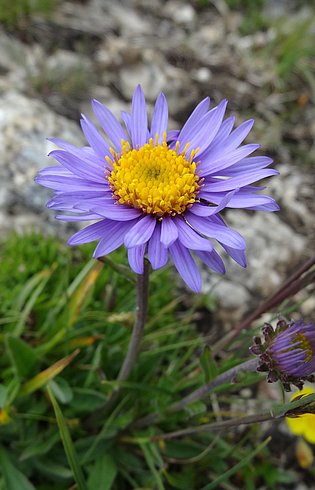 Alpenblume © Pixabay / Sabeth